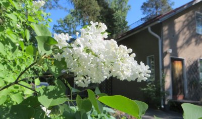 White Lilac