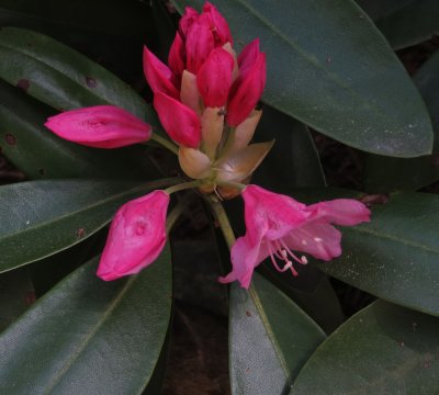 Buds, Azalea Park