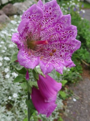 Common foxglove / Digitalis purpurea
