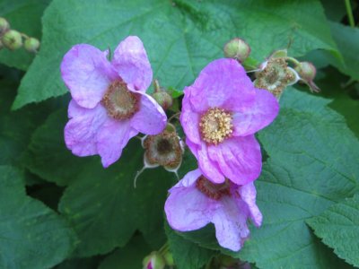 Pinkish