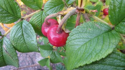 Rose Hips