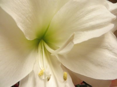 Amaryllis