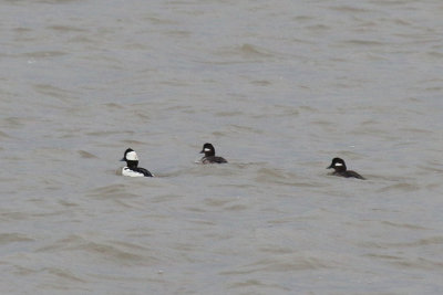 Bufflehead