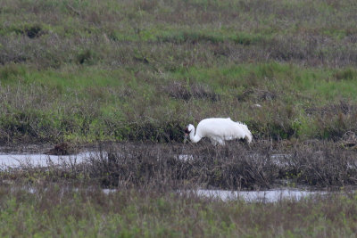 Whooping Crane