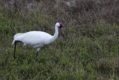 Whooping Crane