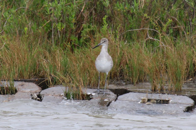 Willet