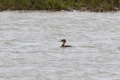 Red-breasted Merganser