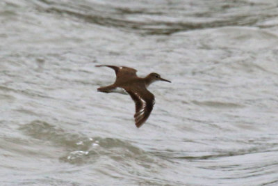 Spotted Sandpiper