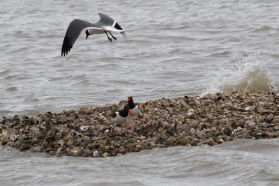 American Oystercatcher, Laughing Gull