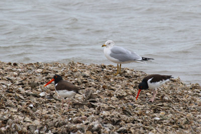 American Oystercatcher, Laughing Gull