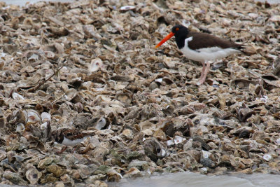 Ruddy Turnstone, American Oystercatcher