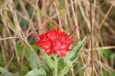 Red Flowers