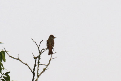 Great-Crested Flycatcher