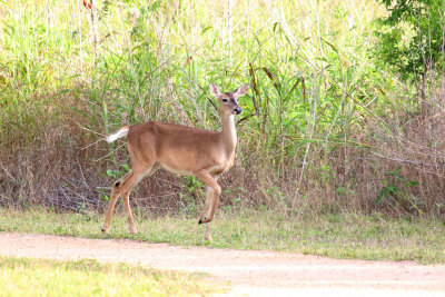 Oh deer, humans!