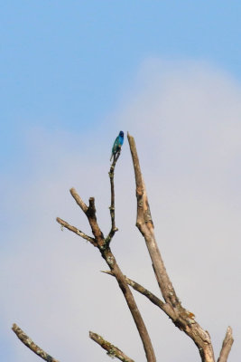 Indigo Bunting