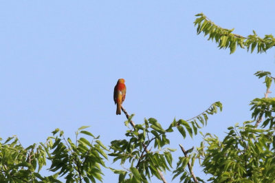 Summer Tanager