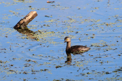 Least Grebe