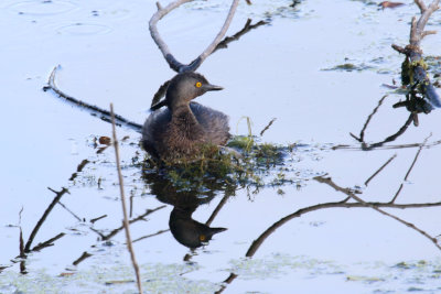 Least Grebe