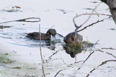 Least Grebes building a nest