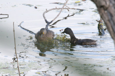Least Grebes building a nest
