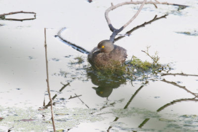 Least Grebe sitting on the nest