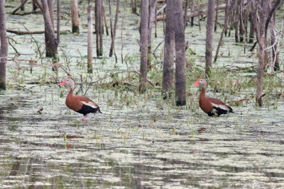 Black-bellied Whistling Duck