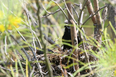 Groove-billed Ani on nest
