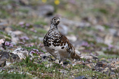 TRN06204-e.jpg