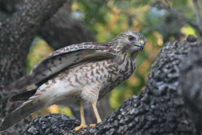 Juvenile Red-Shouldered Hawk