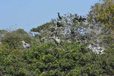 Darters and Great Blue Herons