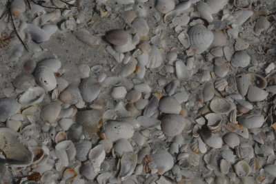 Sea Shells by the Sea Shore