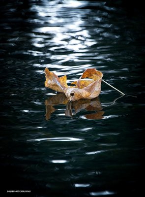 Gold leaf on dark water
