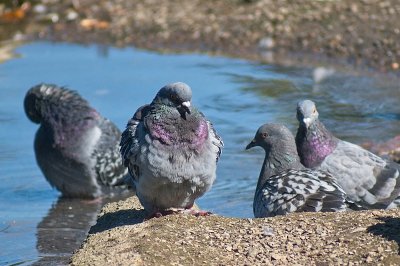 Pigeons