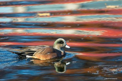 American Wigeon