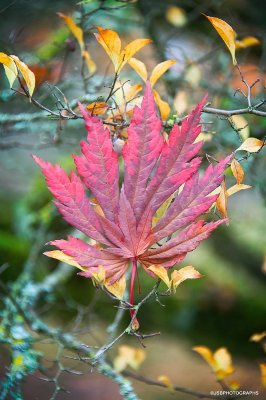 Finding autumn colors