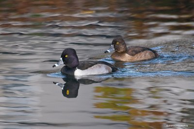 Ringneck ducks