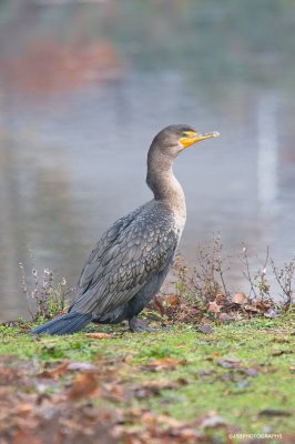 Cormorant