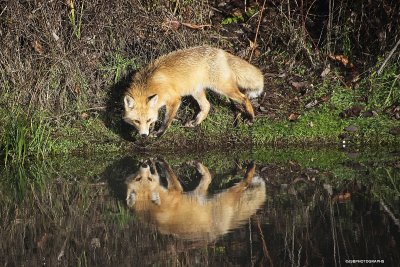 Foxy reflection