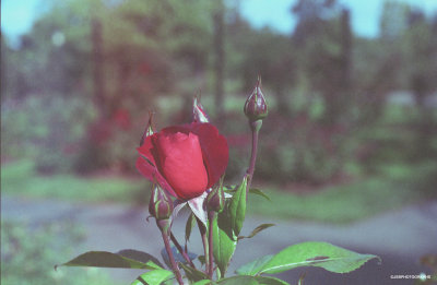 Red rose - expired film