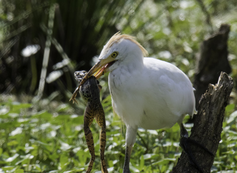 Cattle Egret