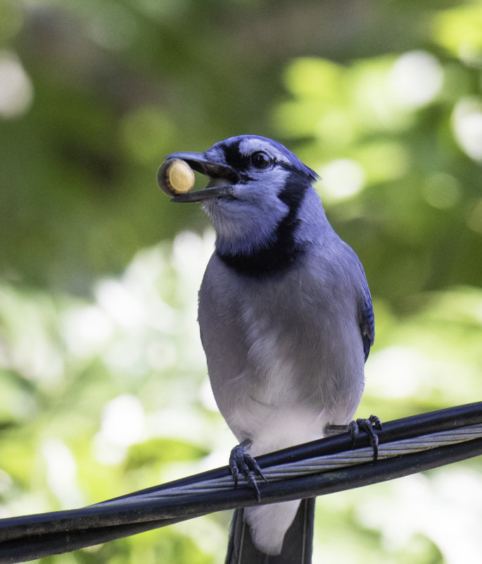 Blue Jay
