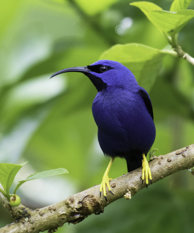 Purple Honeycreeper