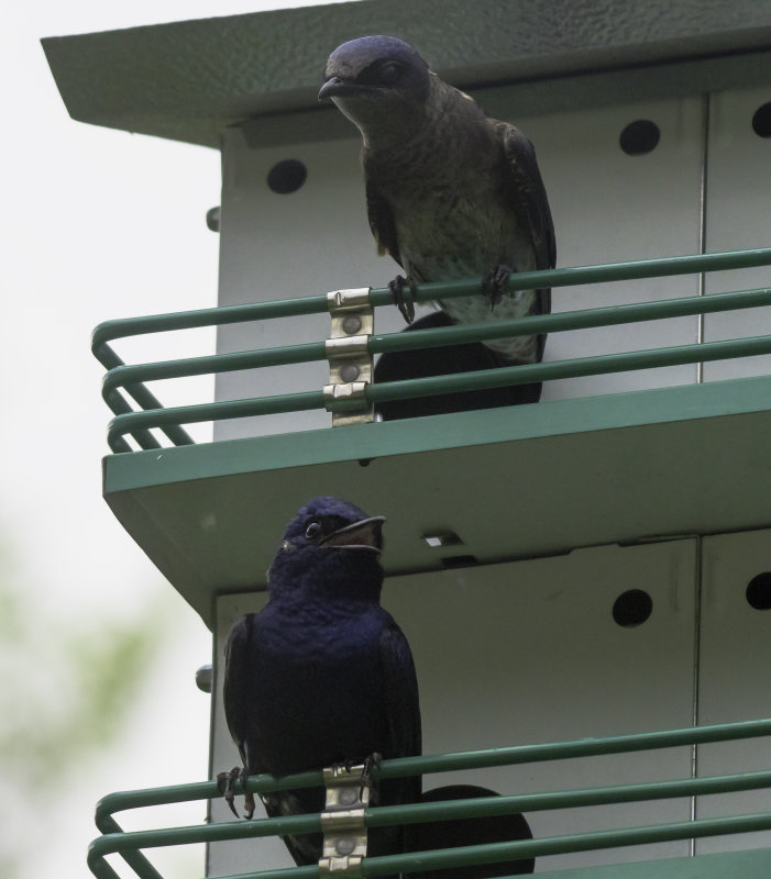 Purple Martin