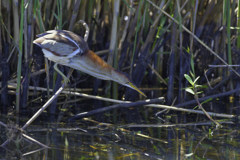 Least Bittern