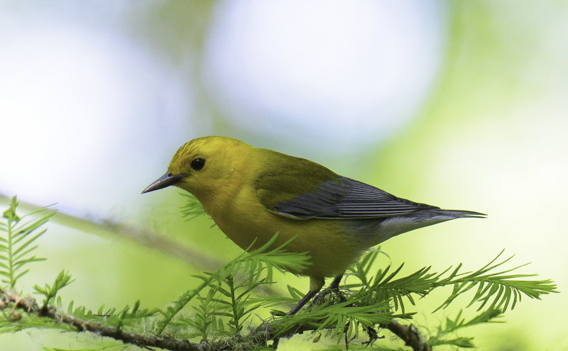 Prothonotary Warbler