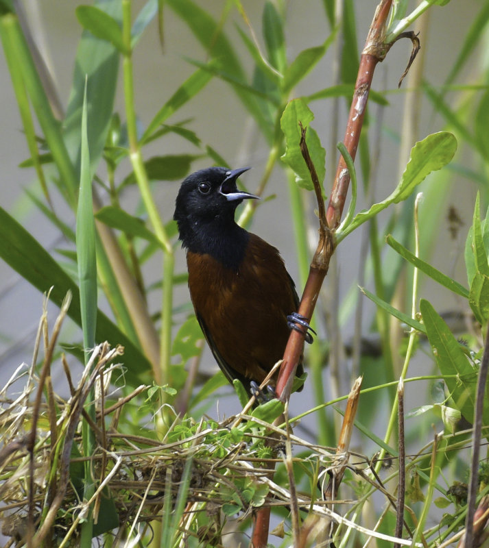 Orchard Oriole