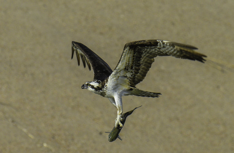 Osprey