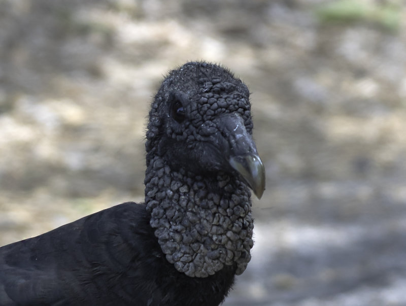 DSC_39924.jpg