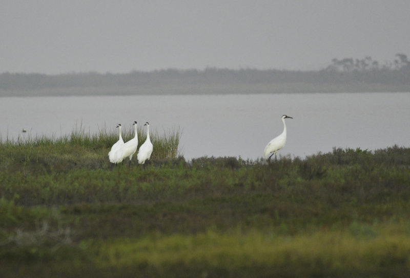 Whooping Crane