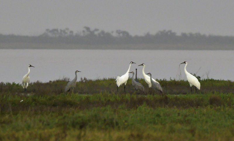 Sandhill Cranes / Whooping Cranes